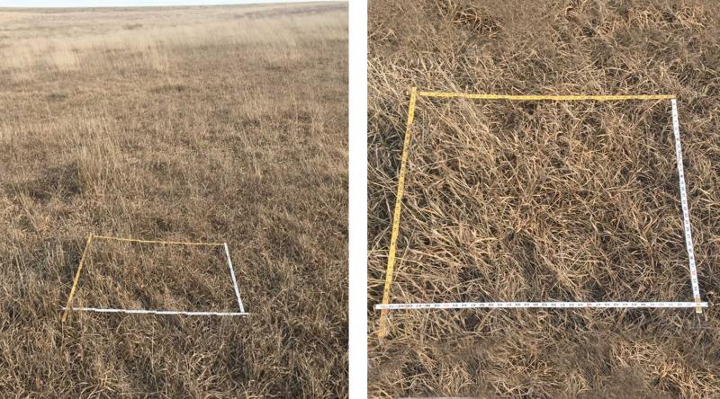 Two photos of dormant pasture with adequate residual cover.