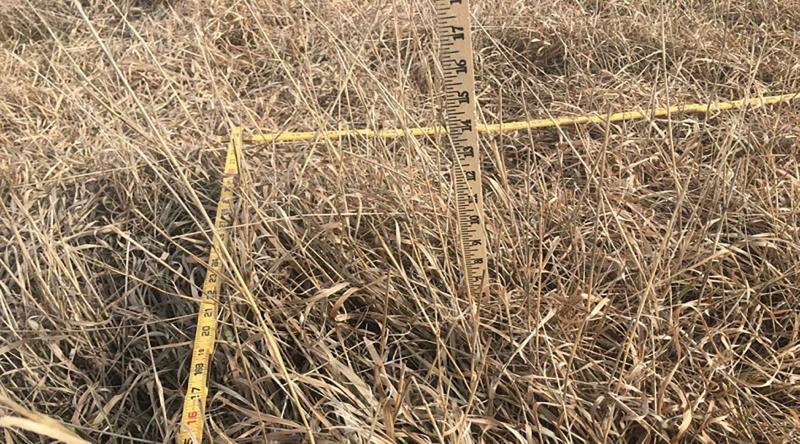 Dormant pasture with adequate residual plant height.