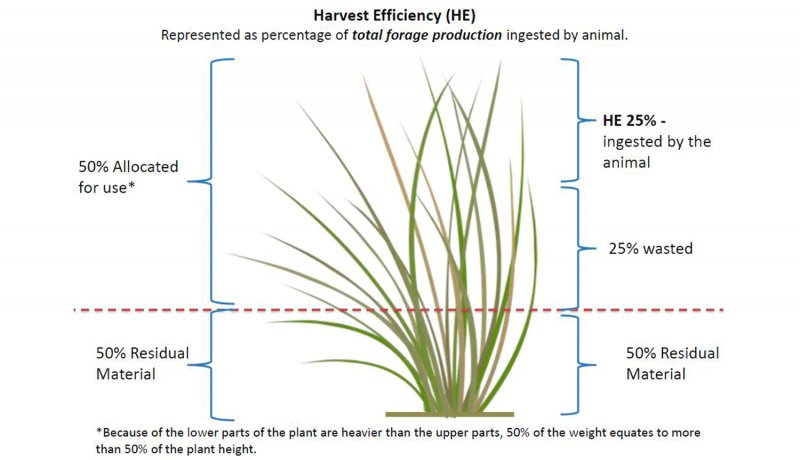 An illustration depicting the appropriate forage heights for the take half, leave half rule of thumb. For a complete description, call SDSU Extension at 605-688-4792.