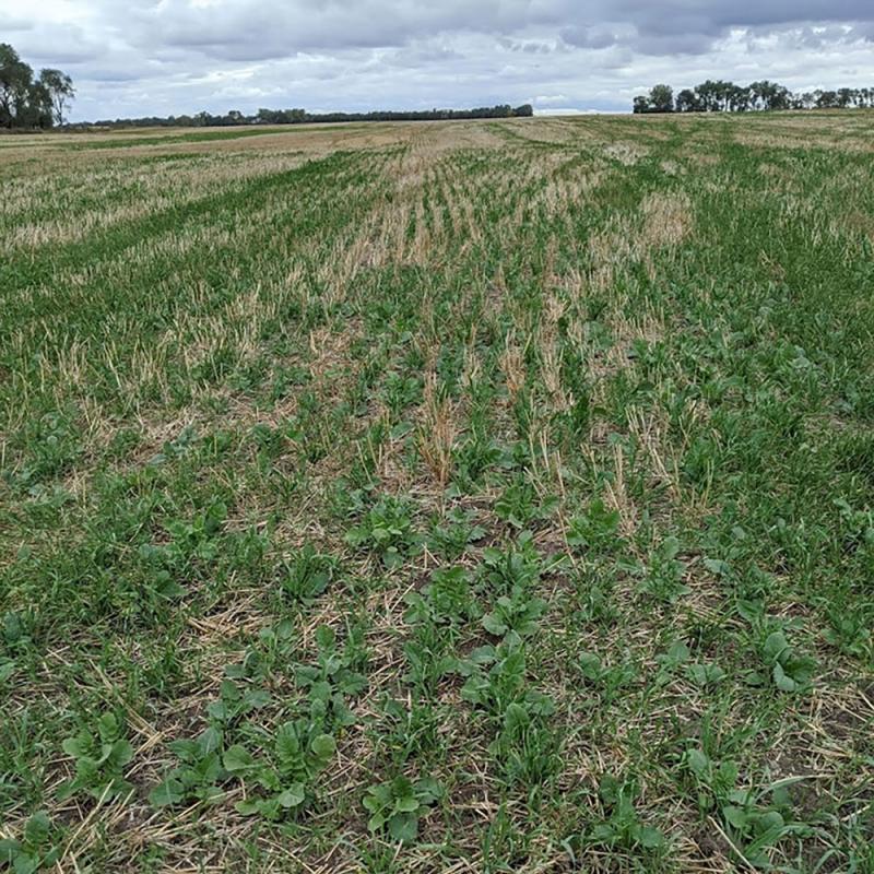 Green cover crop growing within yellow wheat stubble.
