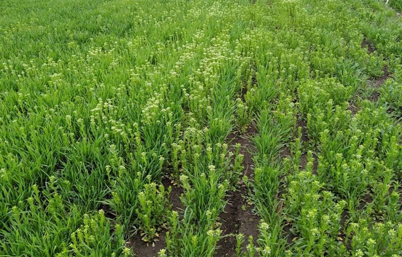 Winter wheat field with many field pennycress weeds throughout.