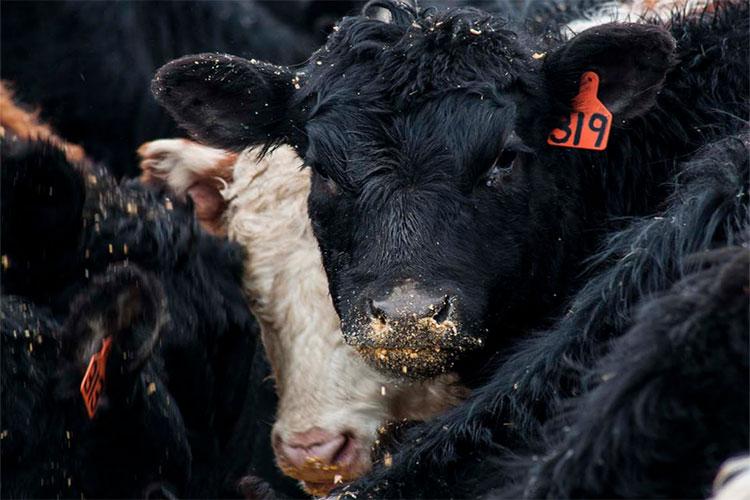 Group of mixed calves in a feedlot.