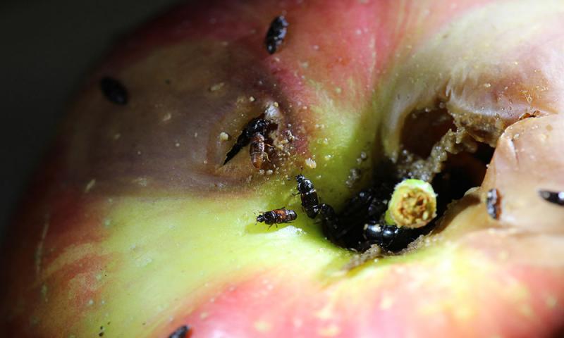 How Do I Keep Insects From Destroying My Garden Produce?