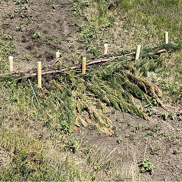 A constructed beaver dam analog in rangeland.