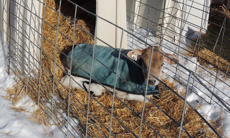 Brown Swiss Dairy Calf, lays outside calf hutch in straw bedding with blue calf coat on, sunning itself in the winter sunshine.