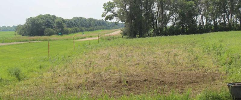 Pasture managed with short duration - high intensity grazing.