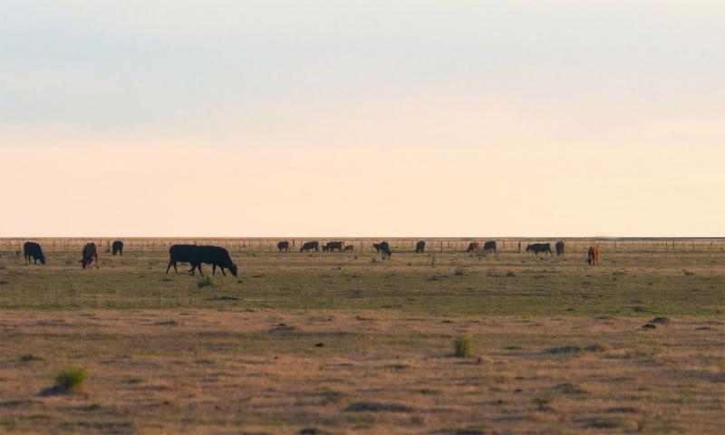 Small herd of mixed cattle grazing rangeland in late fall.