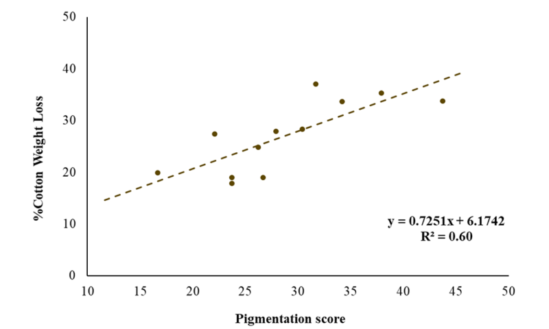 A 2 axis graph with pigmentation scores (numbers between 0 and 100) on the x axis and cotton strip weight loss (percentage) on the y axis. Data shown follows a scattered pattern from about 15% on the y axis to 38% on the y axis across values 17 and 44 on the x axis. The trend line fits and equation of y = 0.7251x + 6.1742 with an R square value of 0.60.
