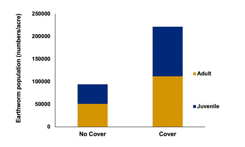Stacked bar diagram where adult and juvenile earthworm counts per acre are stacked on the y axis and categorized under the cover crop and no cover crop treatments on the x axis. The average earthworm population under no cover and cover plots were about 94,000 per acre and 222,000 per acre, respectively. Juevenile earthworms were close to 50% of the count for both the no cover and cover crop plots.