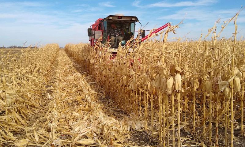 Red combine harvesting corn at an SDSU Extension CPT plot.