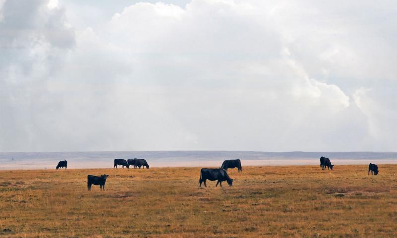 Small herd of mixed cattle grazing rangeland in late fall.