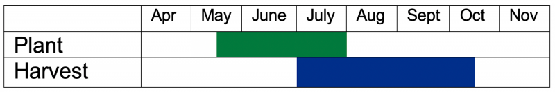 Zucchini should typically be planted in the middle of May through the end of July and harvested July through September.