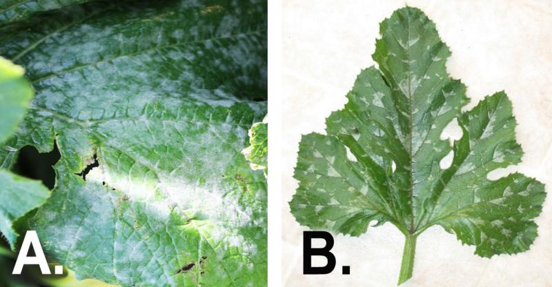 Left: Green squash leaf covered in a white, powdery mildew residue. Right: Green squash leaf with white markings that are not powdery mildew.