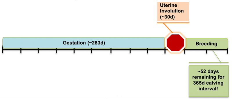 A timeline graph showing the annual cucle of a breeding female cow. Gestation is typically 283 days, followed by uterine involution for up to 30 days, followed by a breeding period of 52 days remaining for a 365 day calving interval. For a complete description, call SDSU Extension at 605-688-4792.
