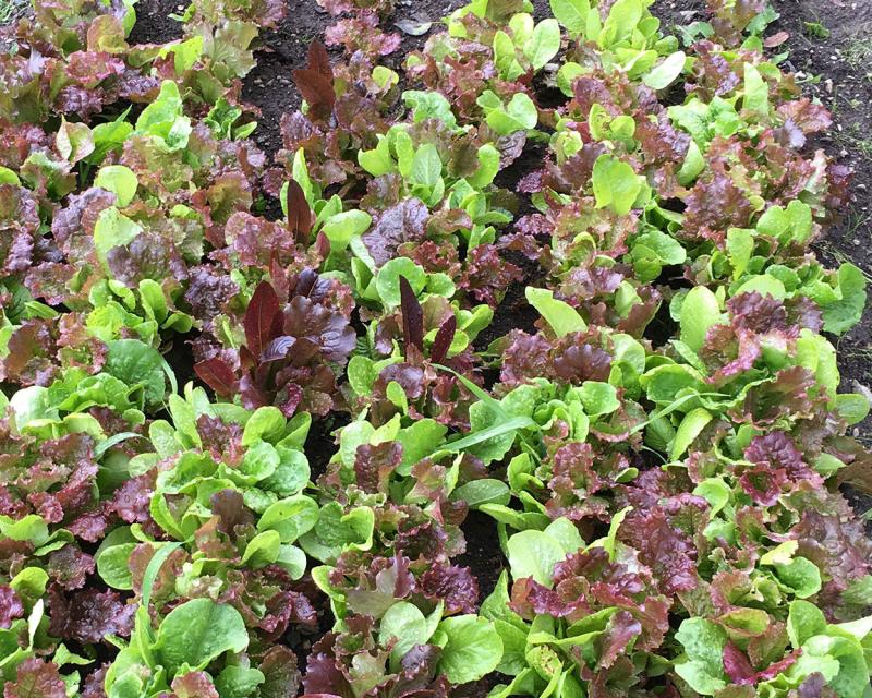 Salad Greens How to Grow It