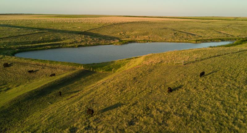Cattle grazing a section of a vast, well-managed pasture.