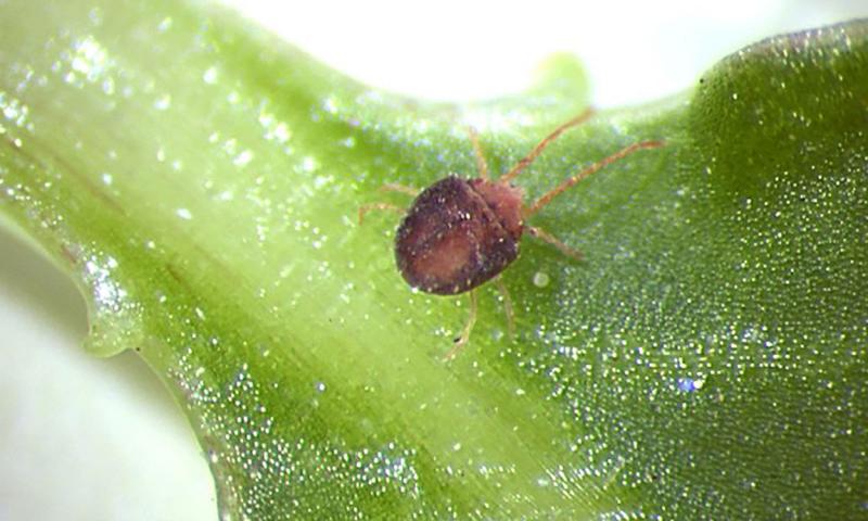 Tiny reddish-brown mite on a green leaf.