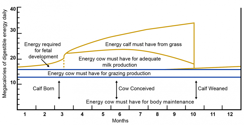 Line graph outlining seasonal energy requirements of the beef cow and calf. For a complete description, call SDSU Extension at 605-688-4792.