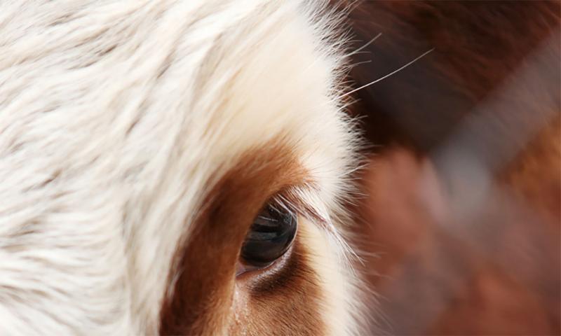 Hereford cow’s face close up.