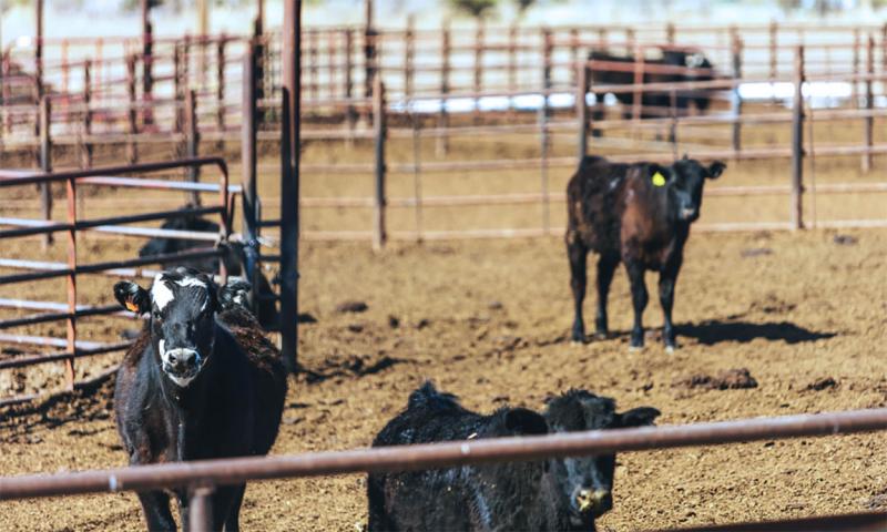 Three claves isolated in a feedlot pen.