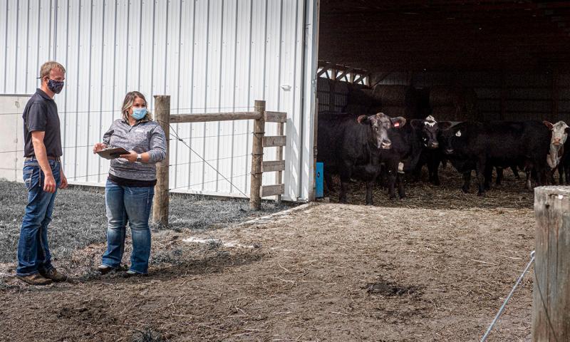 Two producers moving cattle out of a shelter.