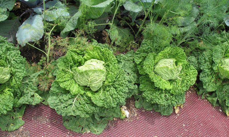 Savory-type cabbage plants with bright-green, ruffled leaves.