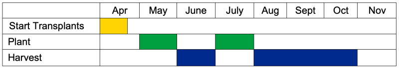 Cabbage transplants should be at the beginning of April. Cabbage should be planted in May or July and harvested June or in August through October.