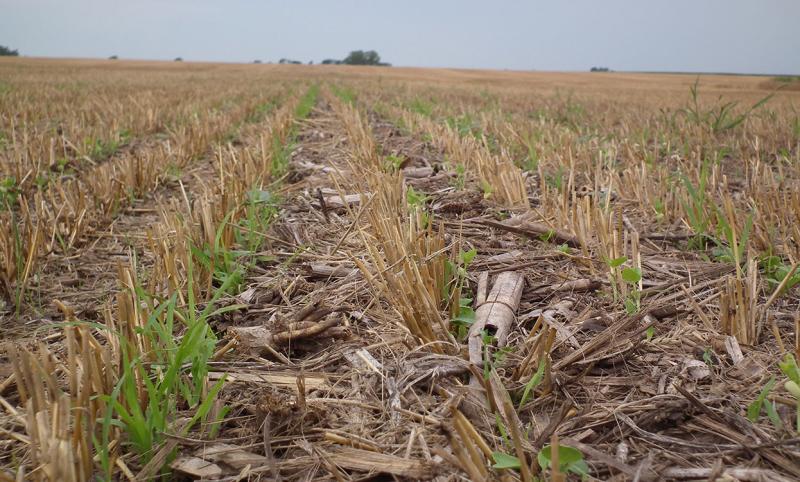 Cover crops emerging from a no-till field.