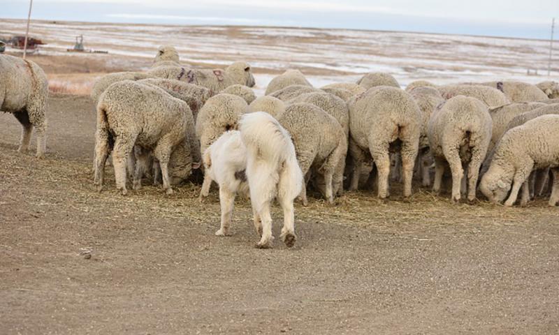White livestock guardian dog standing near a flock of white sheep.