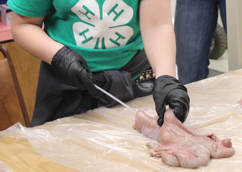 a person with examination gloves inserting a plastic tube into a piece of meat