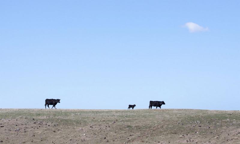 Two black angus cows with calf in a dry pasture.