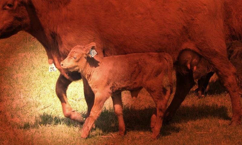 Cow with an injured foot walking along side calf.