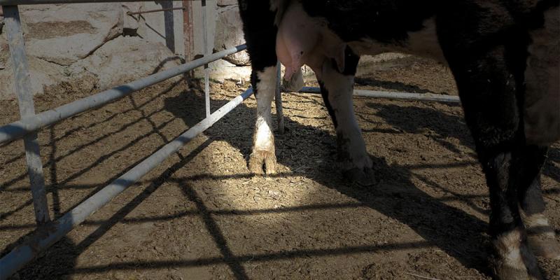 Cow exhibiting lameness symptoms with focus on its right, rear foot.