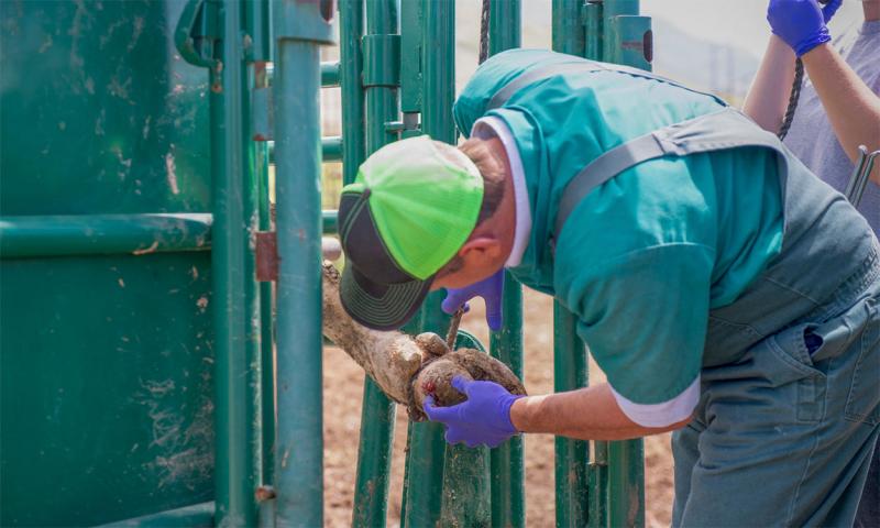Cow receiving veterinary treatment for hoof injury.