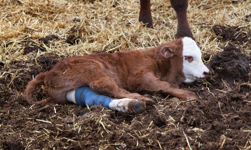 Injured calf resting in a feedlot with a cast around its leg.