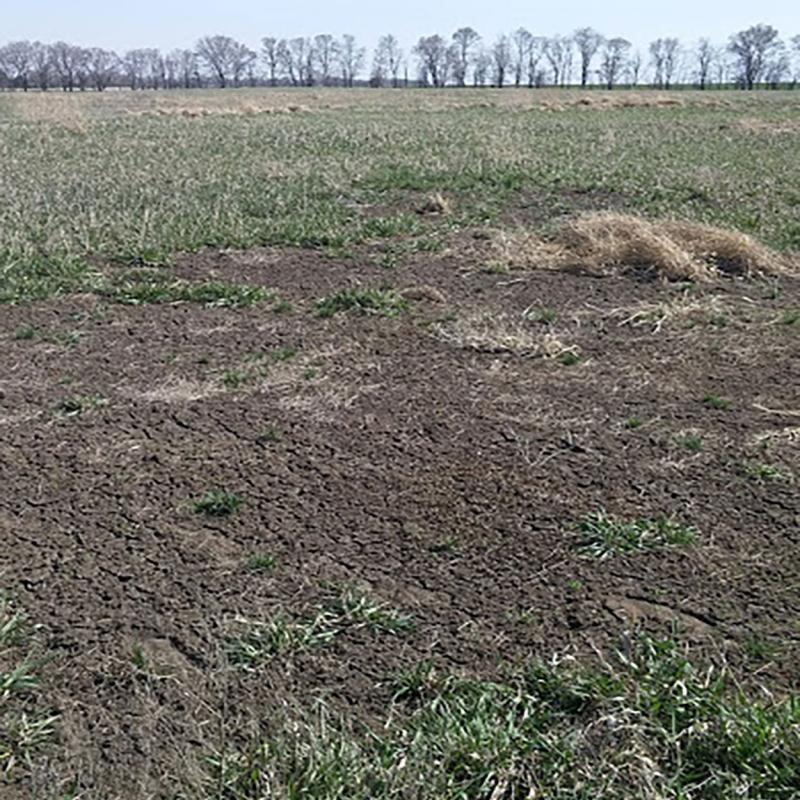 Dirt patch in the center of a pasture caused by white grub feeding.