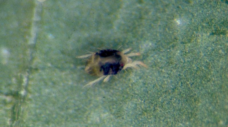 Individual twospotted spider mite that has dark coloration on each side of its body.