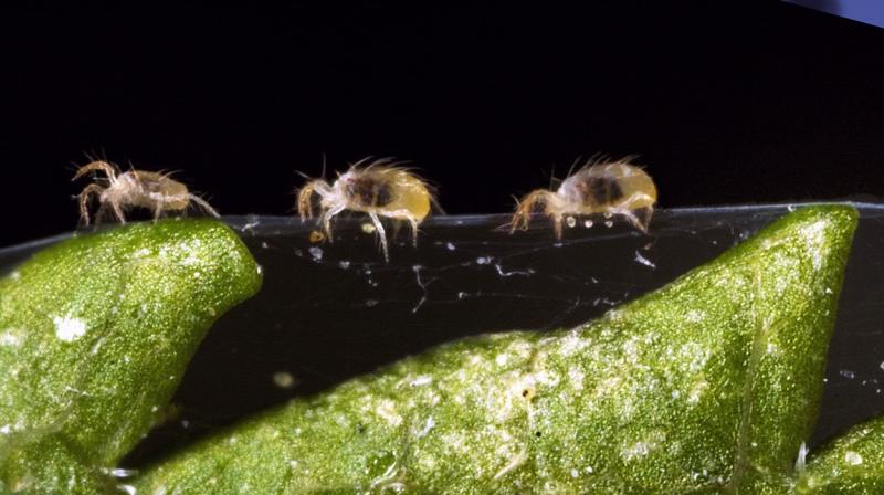 Adult twospotted spider mites crawling on webbing that is attached to a leaf