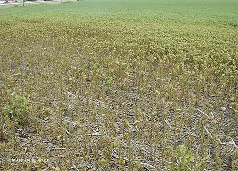 Dying patch of soybeans in an otherwise healthy field.