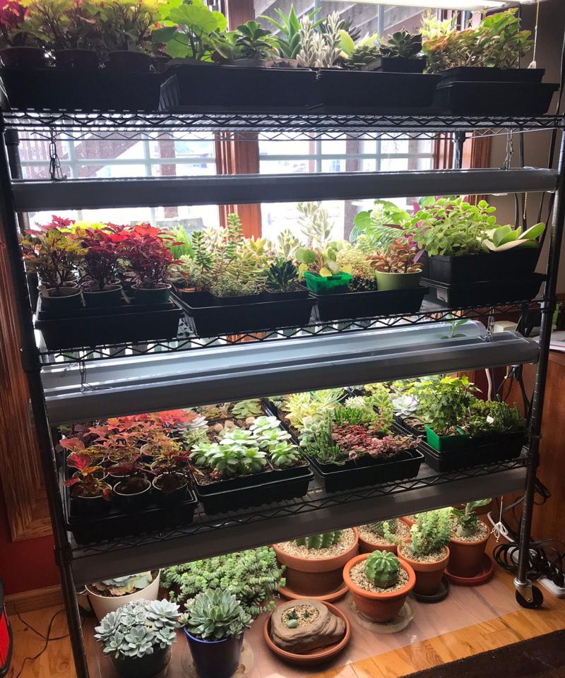 Shelf with a variety of different plants growing indoors under grow lights.