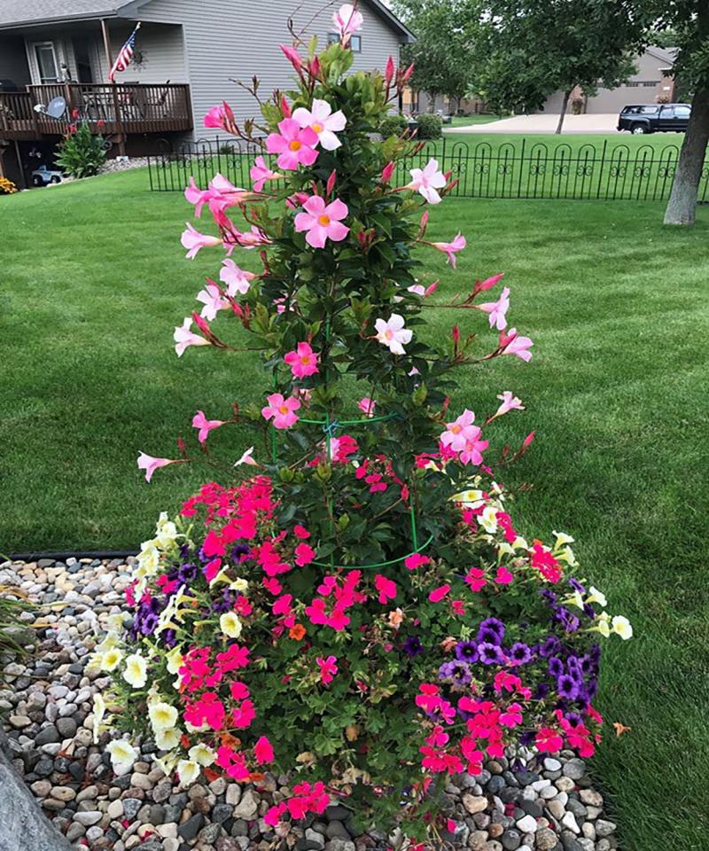 A variety of colorful flowers growing up a trellised structure.
