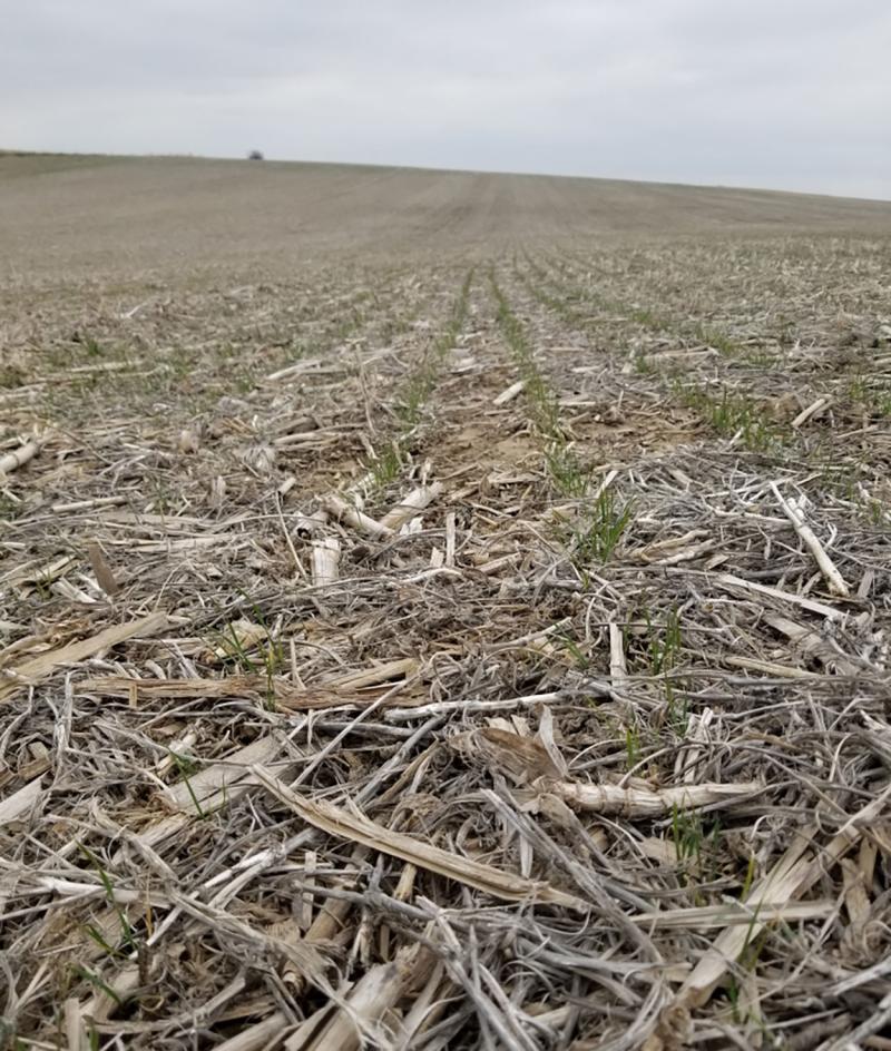Winter wheat emerging from a dry stand in early spring.