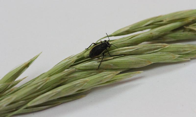 A small black bug with tan margins on the wings. This insect is resting on a grass seed head.