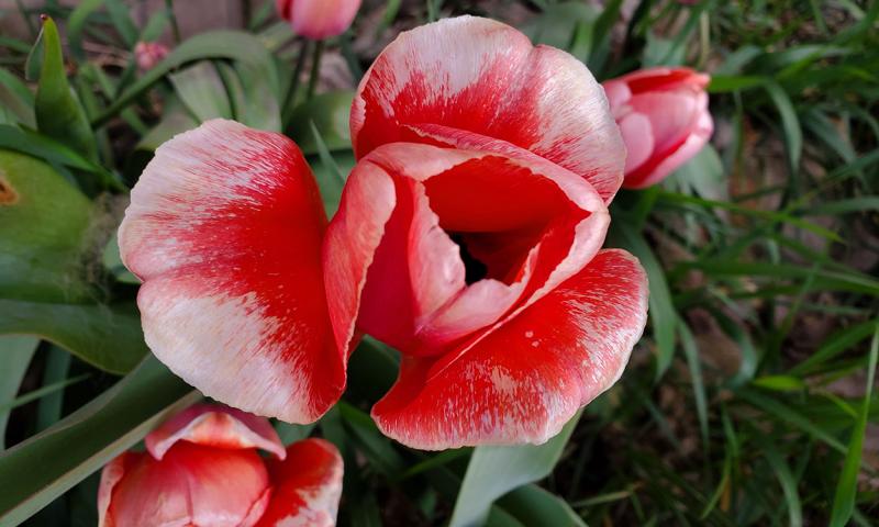 Red tulip flower with white frosting along the edges due to freeze damage.