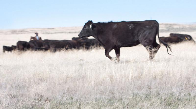 Herd of black-beef cattle being moved in drought-stressed rangeland.