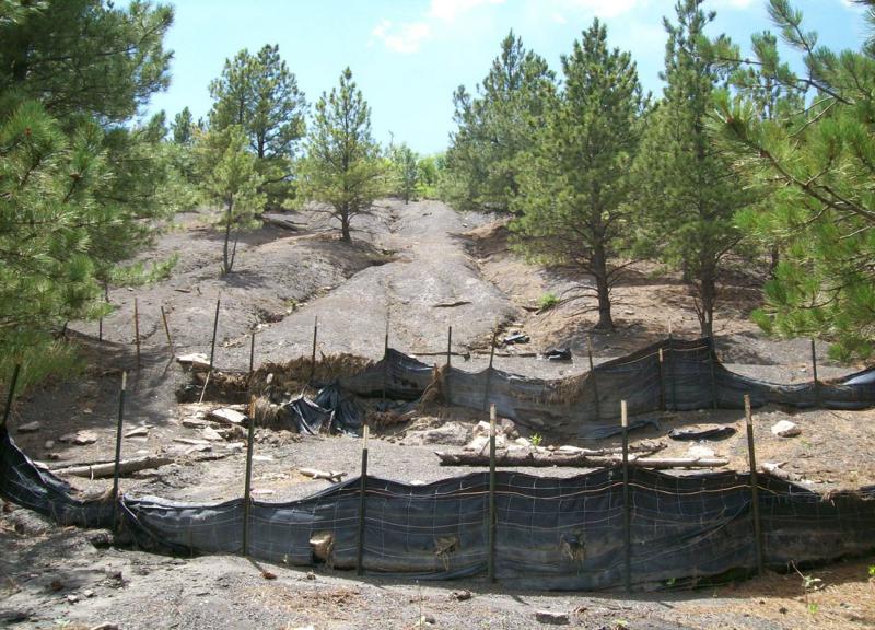 Hillside with pine trees and noticable land erosion on its slope.