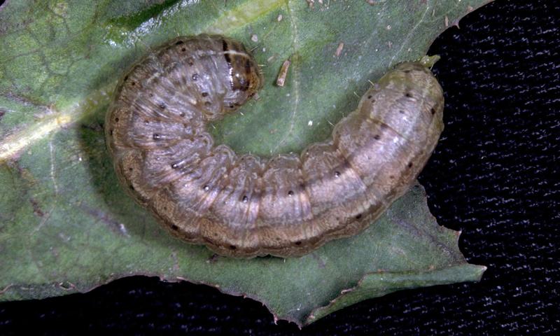 Gray caterpillar with dark markings, white splotches and a white stripe running down the middle of its back.