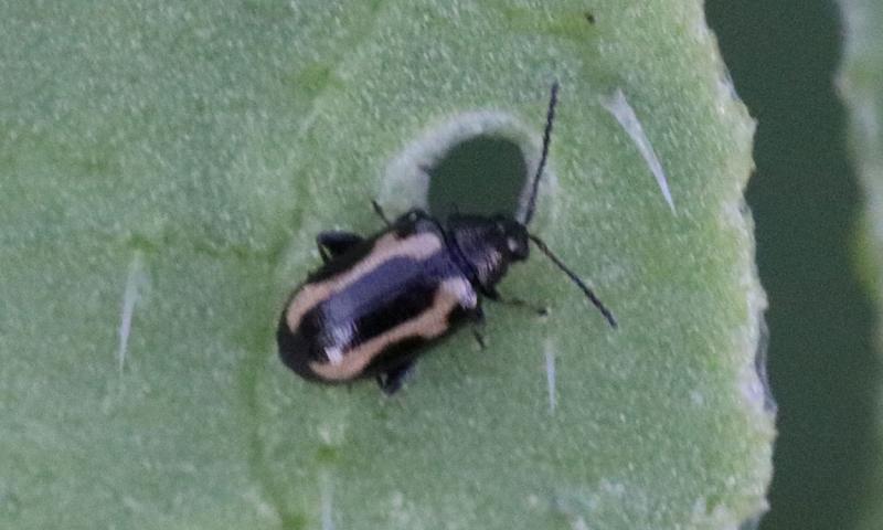 Small black beetle with irregular shaped yellow stripes on abdomen sitting on a green leaf.