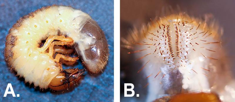 Two images of a true white grub. The left image is of the entire white body curled up in a C-shape. The right image is a close-up of the rostrum or hairs that form a “zipper” shape.
