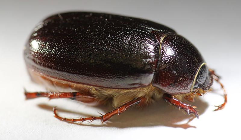 Dark brown beetle with light brown legs and visible hairs on the ventral side.